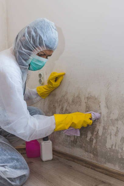 Best Dehumidification Services  in Lemmon, SD