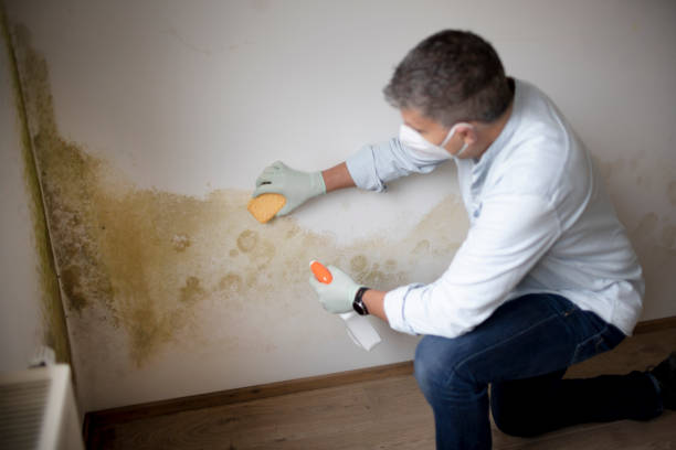 Best Mold Odor Removal Services  in Lemmon, SD
